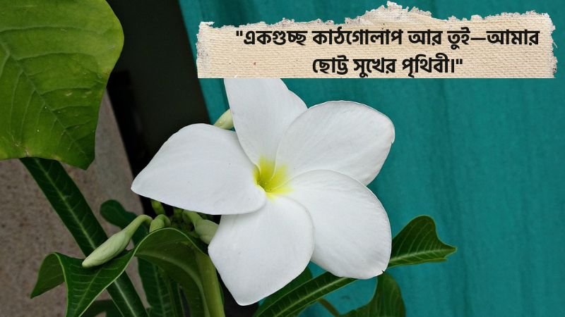 কাঠগোলাপ নিয়ে ভালোবাসার স্ট্যাটাস