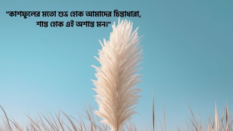 কাশফুল নিয়ে ফেসবুক স্ট্য্যাটাস