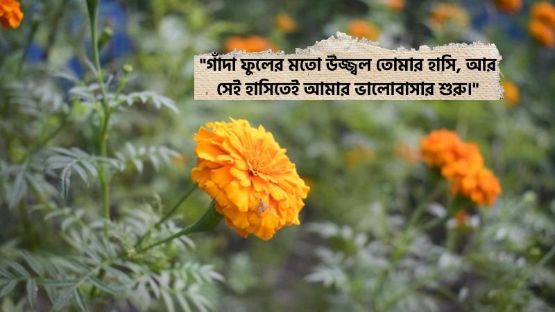 গাঁদা ফুল নিয়ে ফেসবুক স্ট্য্যাটাস