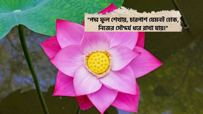 পদ্ম ফুল নিয়ে উক্তি