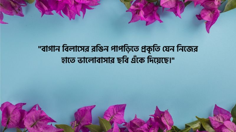 বাগান বিলাস ফুল নিয়ে স্ট্যাটাস