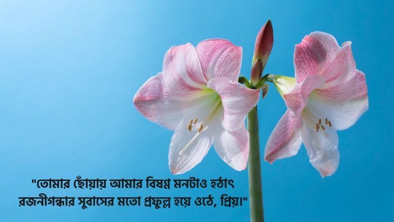 রজনীগন্ধা ফুল নিয়ে রোমান্টিক স্ট্যাটাস