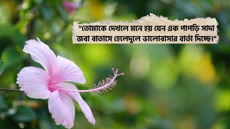 সাদা জবা ফুল নিয়ে রোমান্টিক স্ট্যাটাস