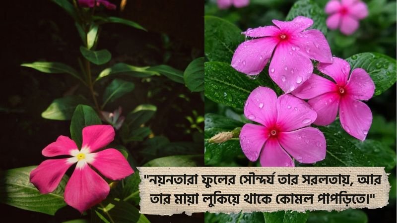নয়নতারা ফুল নিয়ে উক্তি