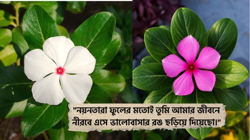 নয়নতারা ফুল নিয়ে রোমান্টিক স্ট্যাটাস