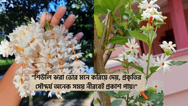 শিউলি ফুল নিয়ে উক্তি