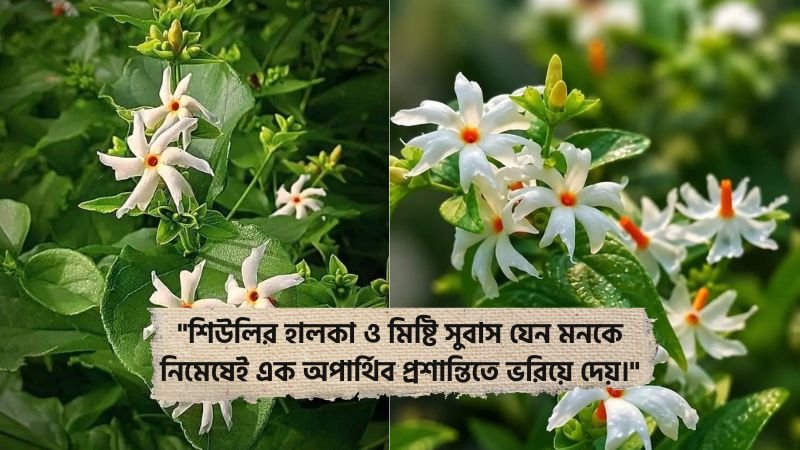 শিউলি ফুল নিয়ে ফেসবুক স্ট্যাটাস