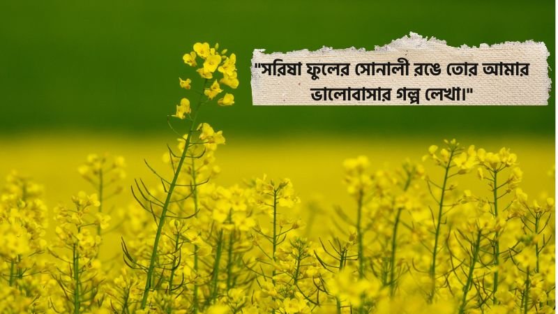 সরিষা ফুল নিয়ে ভালোবাসার ক্যাপশন