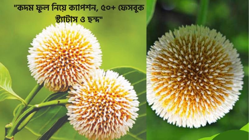 কদম ফুল নিয়ে ক্যাপশন