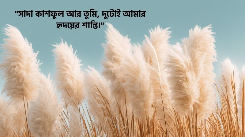 কাশফুল নিয়ে রোমান্টিক ক্যাপশন