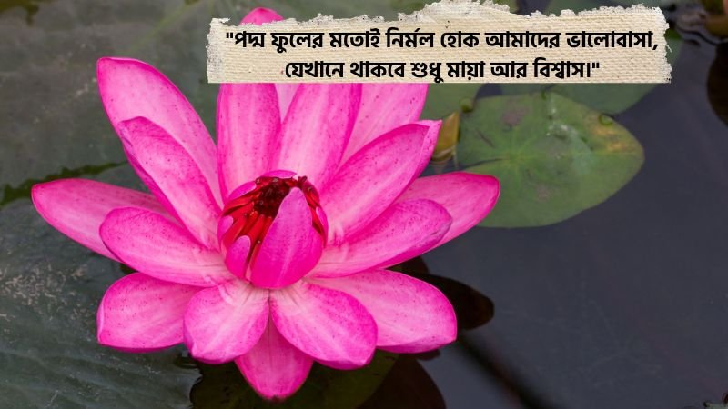 পদ্ম ফুল নিয়ে ভালোবাসার ক্যাপশন