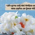 বেলি ফুল নিয়ে স্ট্যাটাস