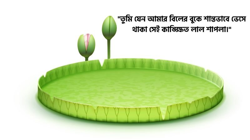 শাপলা ফুল নিয়ে ভালোবাসার ক্যাপশন