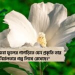 সাদা জবা ফুল নিয়ে ক্যাপশন