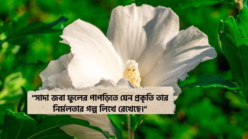 সাদা জবা ফুল নিয়ে ক্যাপশন