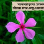 নয়নতারা ফুল নিয়ে রোমান্টিক ক্যাপশন