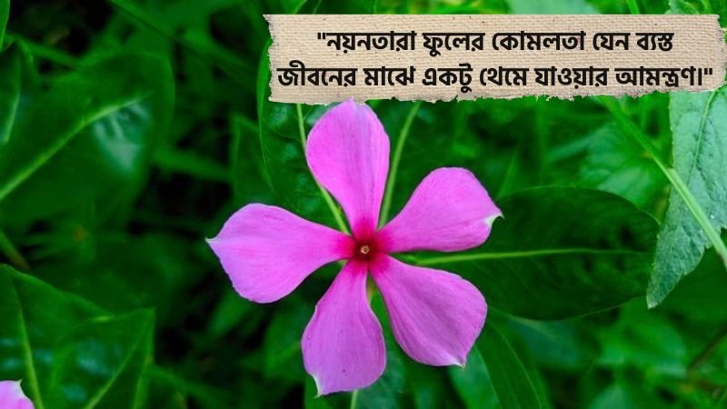 নয়নতারা ফুল নিয়ে রোমান্টিক ক্যাপশন