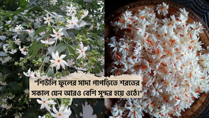 শিউলি ফুল নিয়ে ক্যাপশন